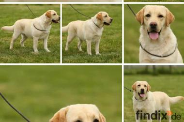 Labrador Hündin (reinrassig) abzugeben
