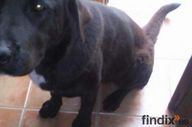 Labrador negro hembra busca novio.