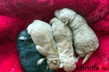 Lakeland Terrier abzugeben!