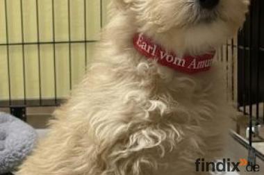 Lakeland Terrier abzugeben!