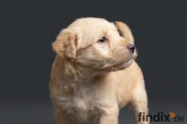 Lakeland Terrier Welpen