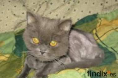 Lala,persa gris humo en adopción