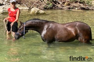 Liebe Welsh B Ponystute sucht tolles Zuhause