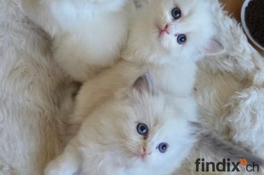 Liebevolle Ragdoll-Kitten suchen ihr Zuhause
