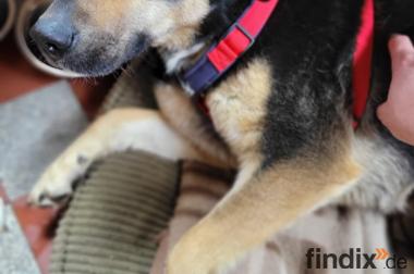 Lina, a.d.Tierschutz, sanft und liebevoll