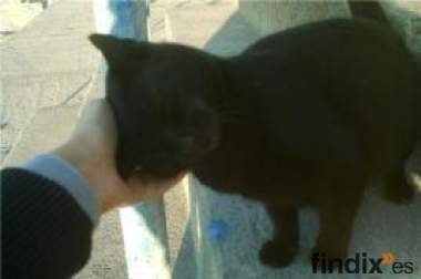 Lola necesita un hogar urgente,Cádiz