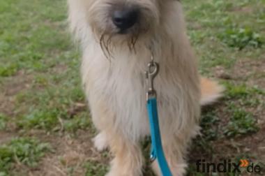 Luna, a.d.Tierschutz, sucht Happy-Home