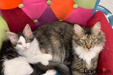 Maine Coon Kätzchen aus der Zentralschweiz mit 