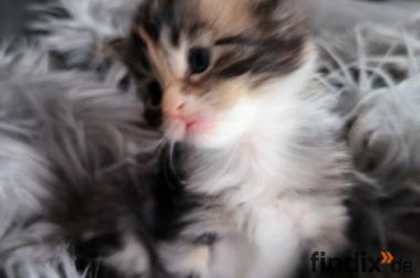 Maine Coon Kätzchen Kitten
