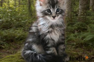 Maine Coon kitten