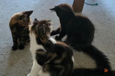Maine Coon Kitten mit herausragendem Stammbaum