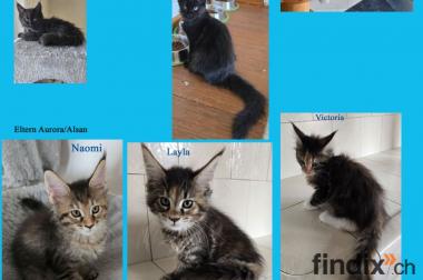 Maine Coon Kitten mit herausragendem Stammbaum