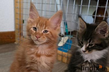 Maine Coon Kitten mit herausragendem Stammbaum