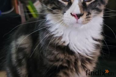 Maine Coon Kitten mit herausragendem Stammbaum