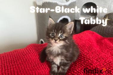 Maine Coon Kitten suchen ein liebevolles Zuhause