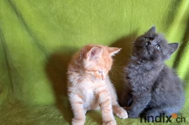 Maine coon/Neva Masquarade Mix Kitten