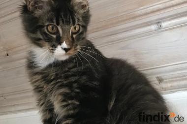 Maine Coon Katze Kaufen Katze Oder Kater Kaufen 2019 11 25