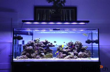 Meerwasseraquarium 550l
