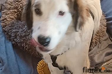 Mika, a.d.Tierschutz,  sucht Happy-Home