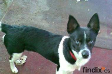 MIKE, mestizo pequeño de 2 años en adopción en 
