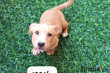 Milo, a.d.Tierschutz, liebenswert, verspielt