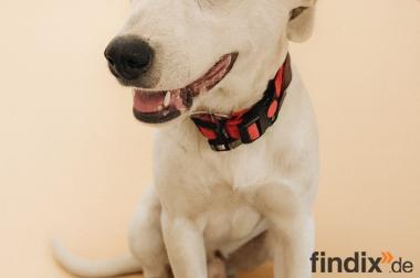 Mimmo, a.d.Tierschutz, sucht liebes Zuhause