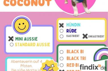 Miniature Australian Shepherd-Welpen suchen ihr 