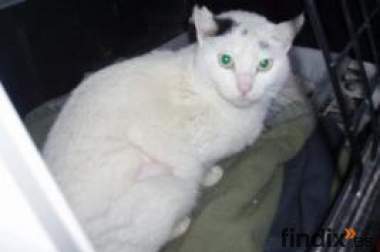 Montana,tímida gatita busca hogar
