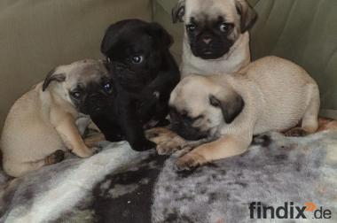 Mops Welpen Suchen Neues Zuhause 943467