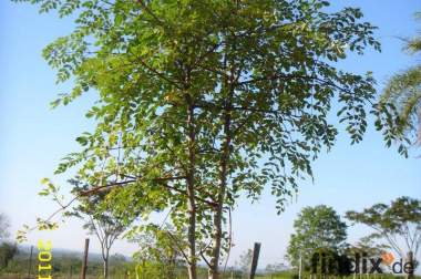 Moringa oleifera - getrocknete Blätter