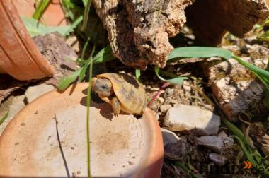 Nachzuchten der Griechischen Landschildkröten / geb.
