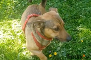Nano, a.d.Tierschutz, sucht Happy-Home