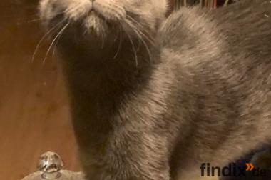 Nero und Maddox sind in  liebevolle Hände abzugeben