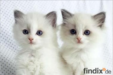 Nette weiße Persisch Kätzchen für gute Wohnungen.
