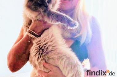 Neva Masquarade Deckkater reinrassig