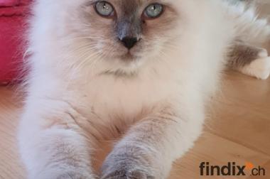Neva Masqueradekitten