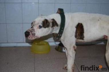 Nico,pitbull maltratado busca familia.Toledo