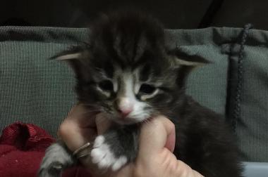Norwegische Waldkatzen - Baby's - Kitten m.Stammbaum 