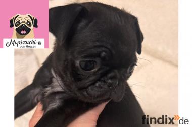 Nur noch ein kleines Mopsmädchen sucht ihr Zuhause 