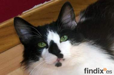 Ojazos,macho de 1,5 años,urgentísimo