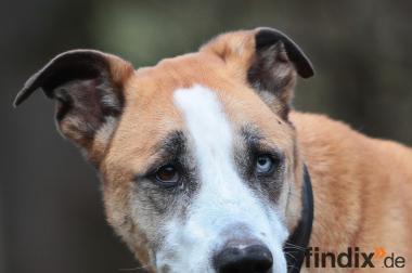 Olimpia, a.d.Tierschutz sucht Altersruhesitz