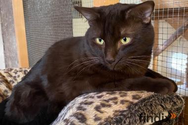 Oriental Kater