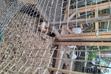 Paduana Zwerg Hähnchen