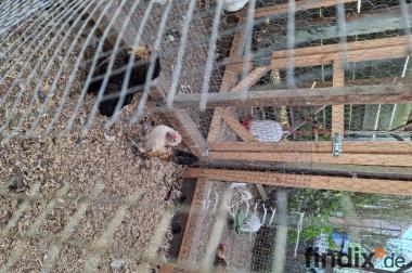 Paduaner Zweg Hahn 4 Monate jung