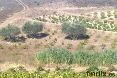 Parcela Rustica 2.038m2 a 50Km Madrid con OLIVOS.SOLO
