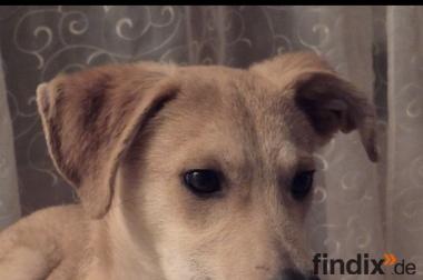 Pasqualino, a.d.Tierschutz, sucht liebes Happy-Home