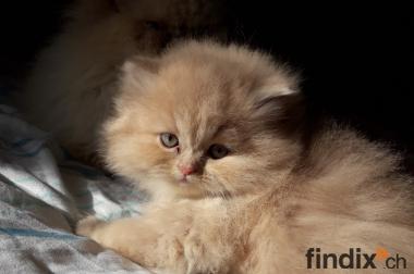 Ab Wann Katzenbabys Abgeben Katzenbabys Das Richtige Alter