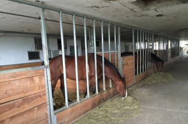 Pferdeboxe zu vermieten in Aadorf TG