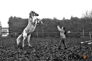 Pferdekommunikation / Horsemanship / Unterricht - 