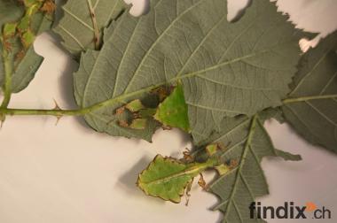 Phyllium Giganteum / Wandelndes Blatt, Jungtiere